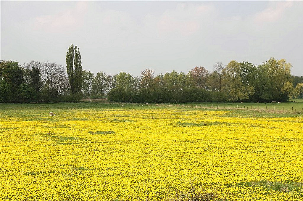 Paardebloemen massaal in bloei.