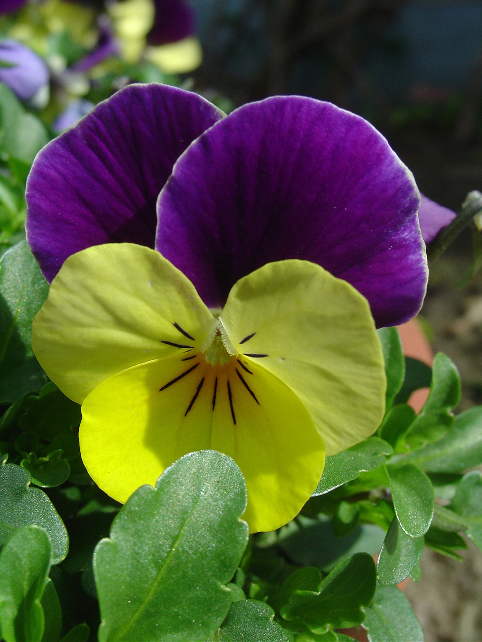 deze speelt de eerste viool