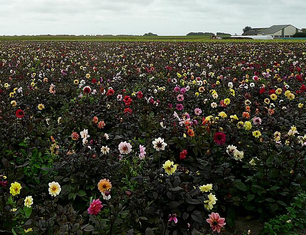 Dahliaveldje Callantsoog