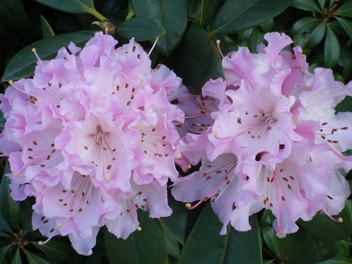 	  Rhododendrons in bloei