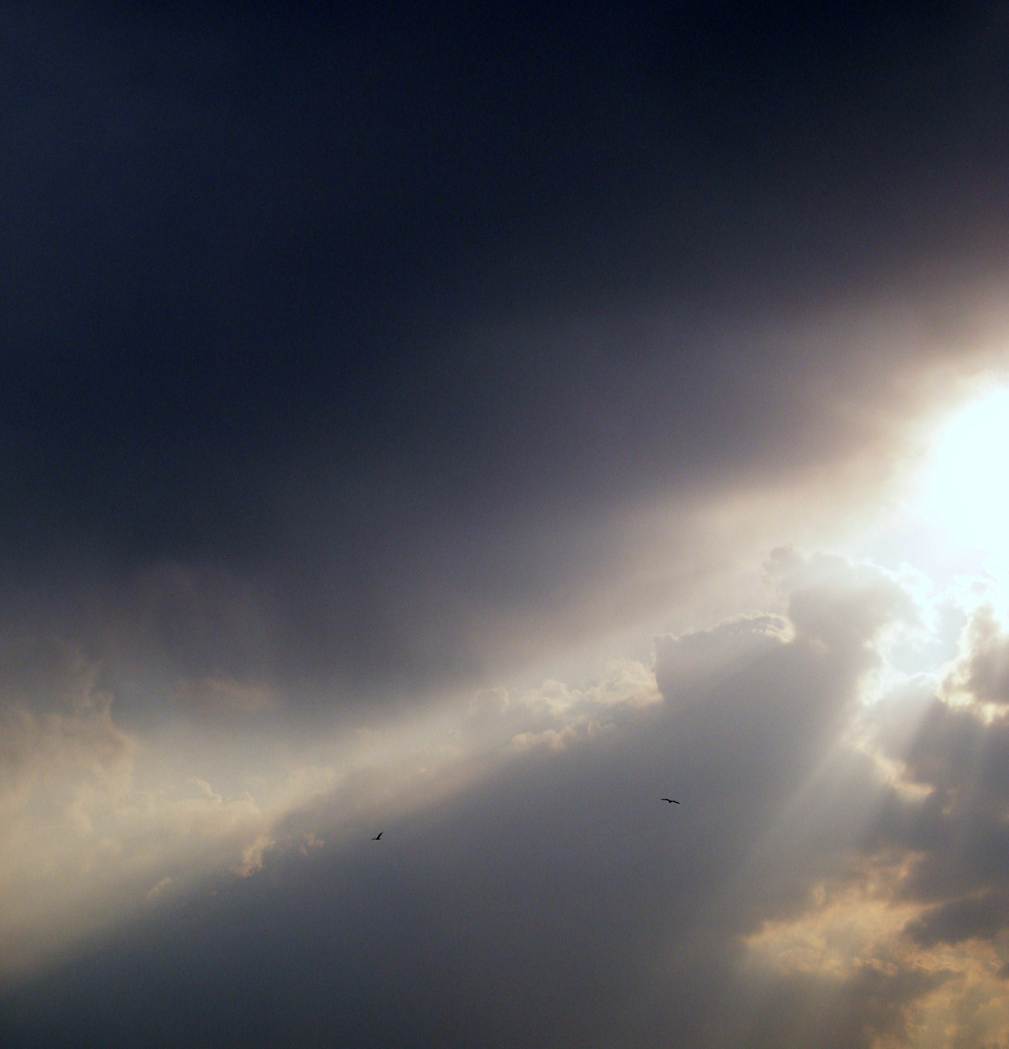 vogels in de lucht
