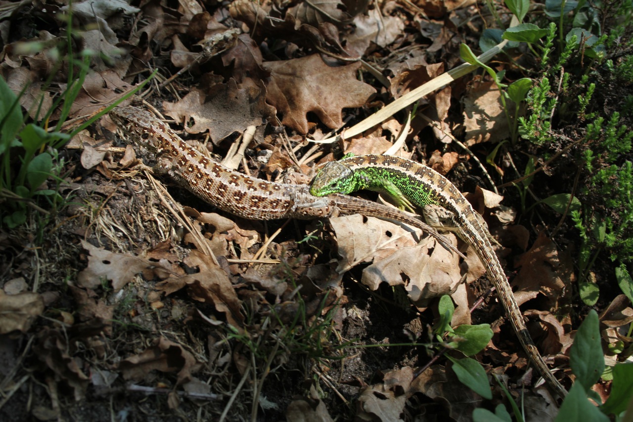 Bijtende zandhagedis