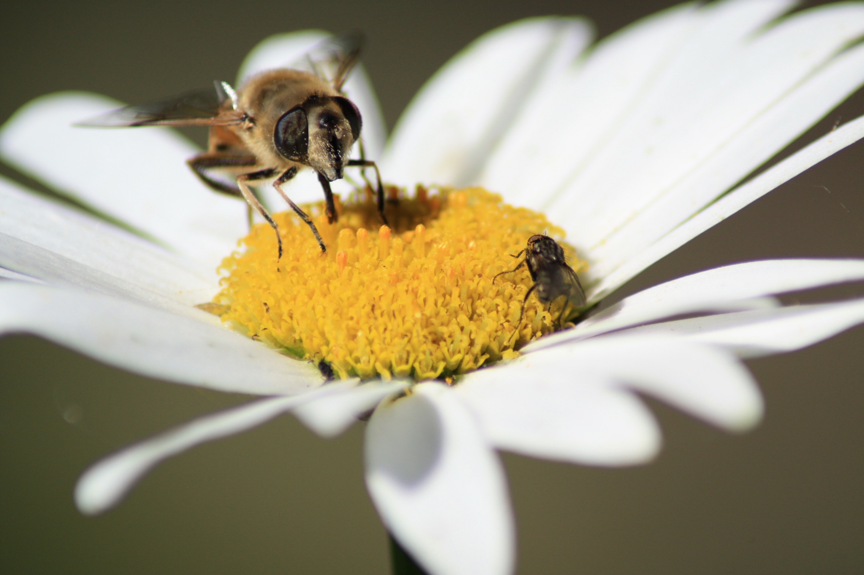 Bij en vlieg op margriet