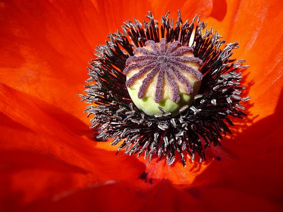 Papaver
