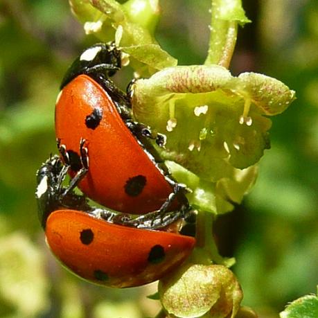 Lieveheersbeestjes op rode bes