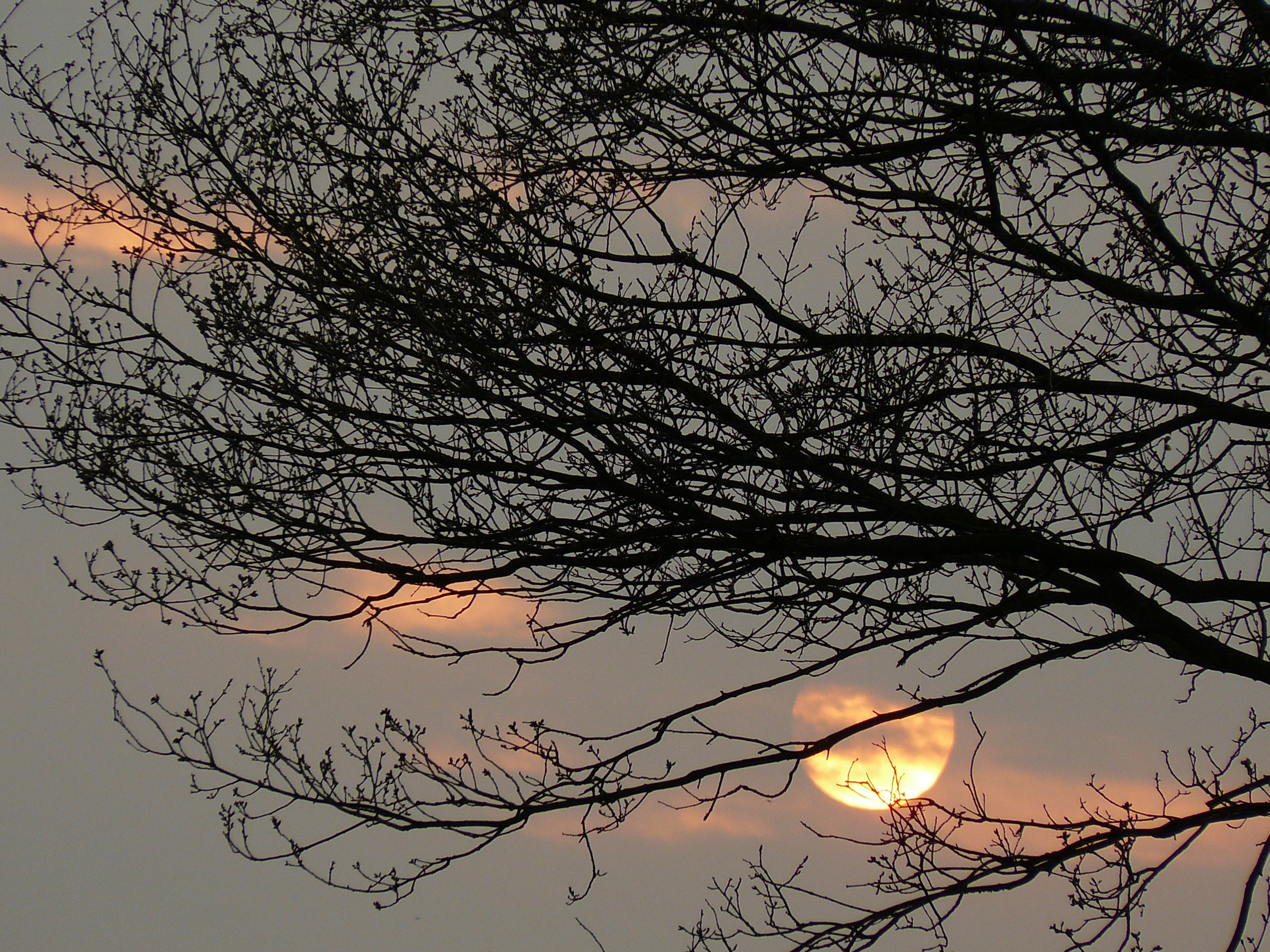 ondergaande zon tussen takken