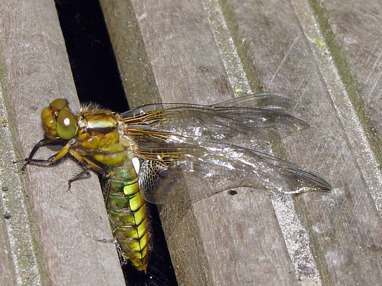 libel hangt te drogen in vijvervlonder