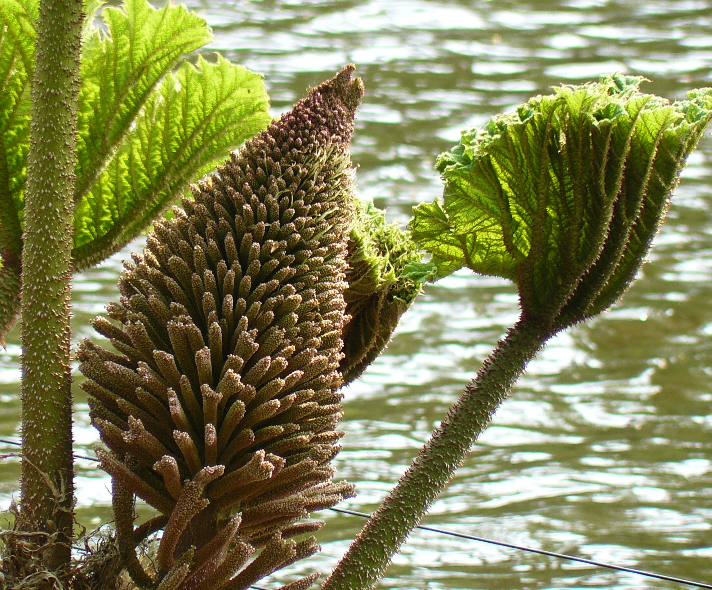 groot blad met bloemknop