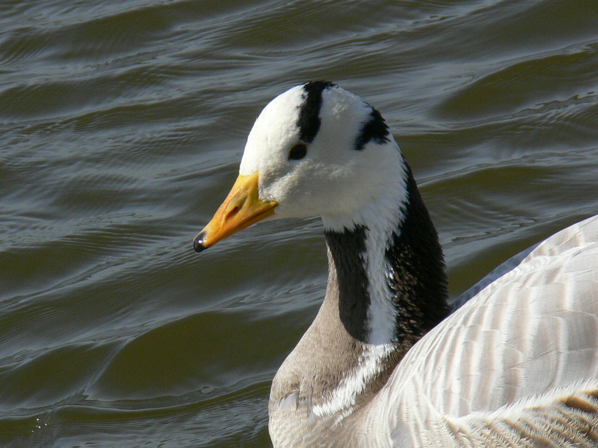 Close up Indische gans.