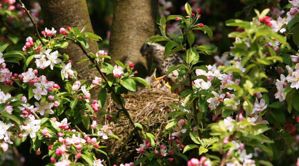 Lijster met haar jongen