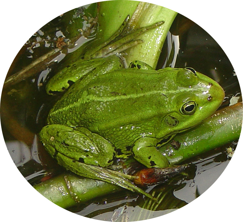 die heeft lange tenen!