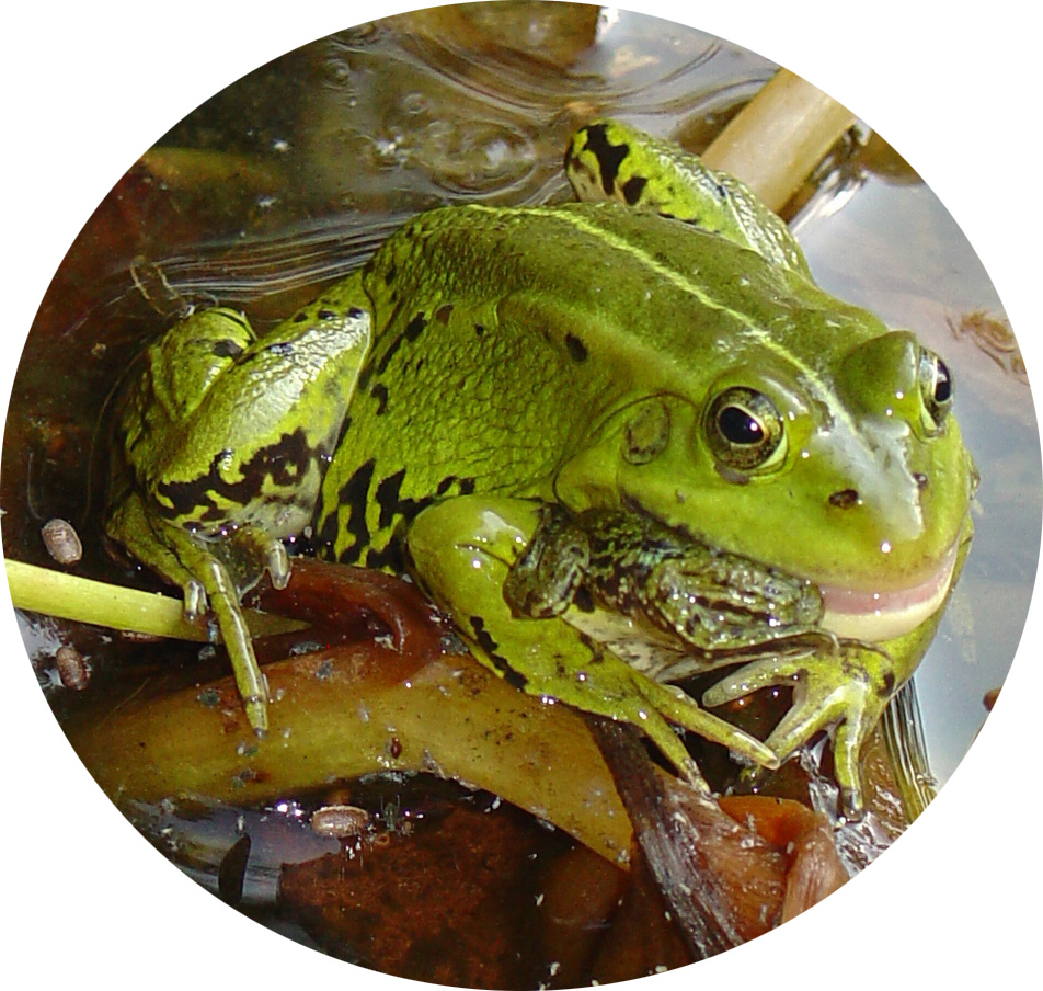 ook dit is de natuur...........