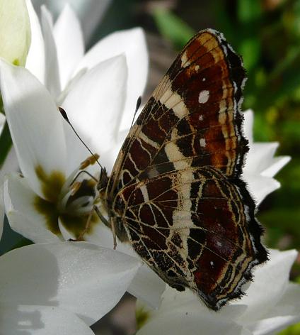 Landkaartje op zuidewindlelie