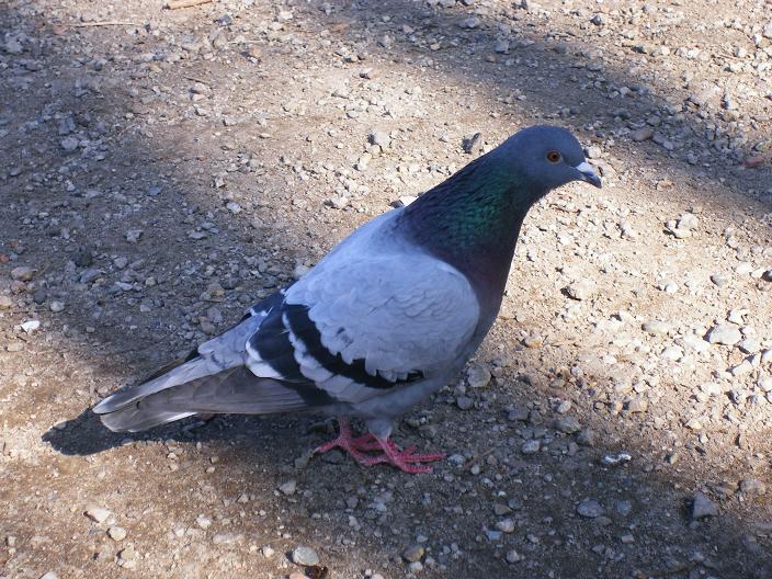 Duifje