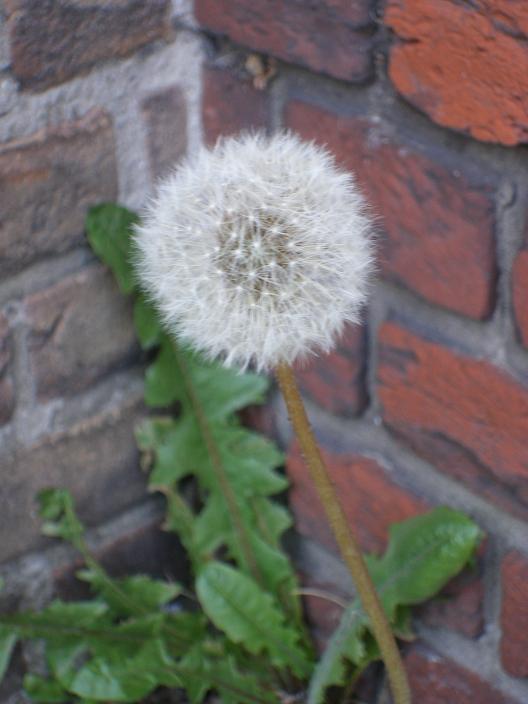 paardebloem