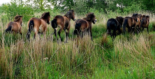 Exmoor pony's