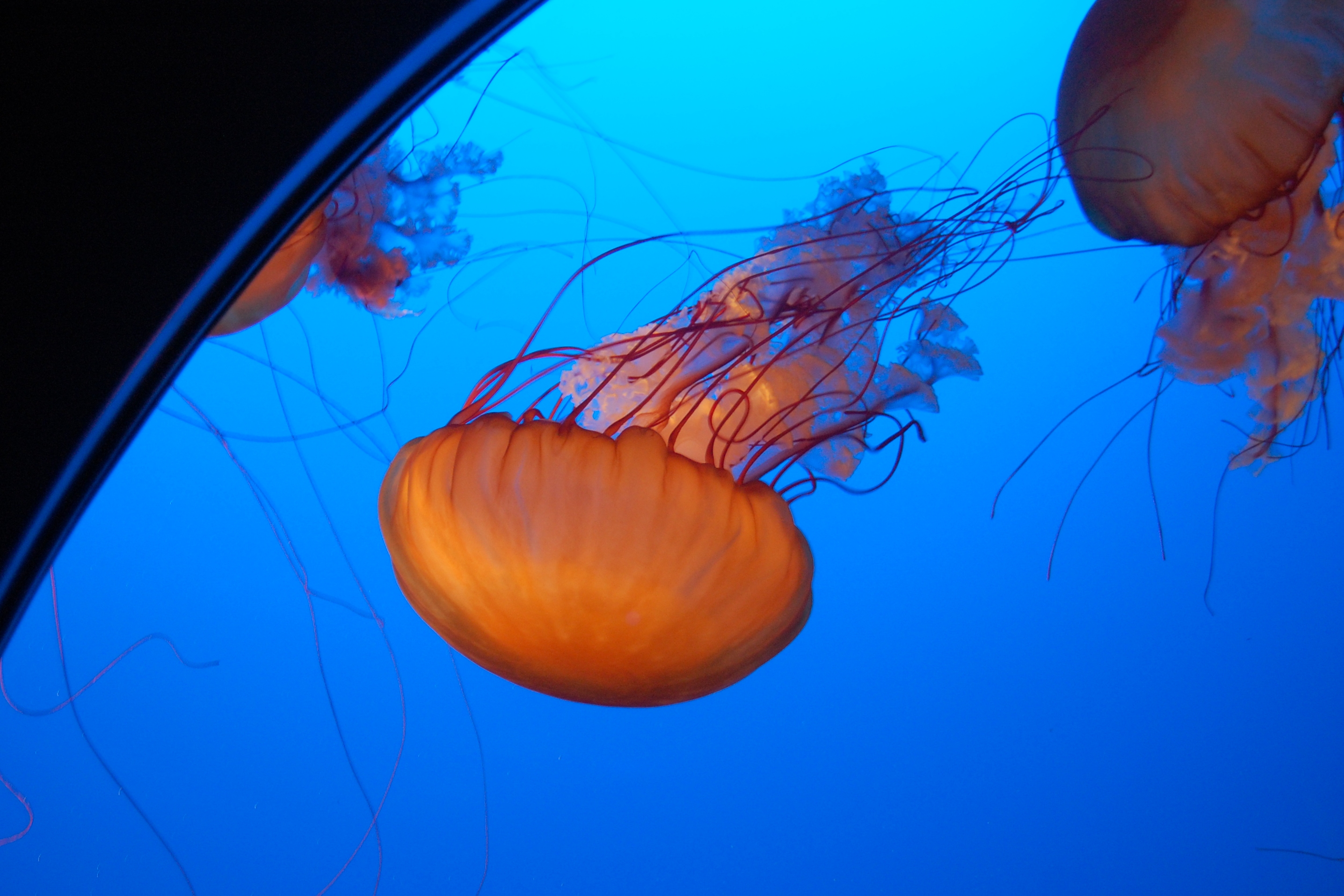 Yellyfish in Vancouver Aquarium