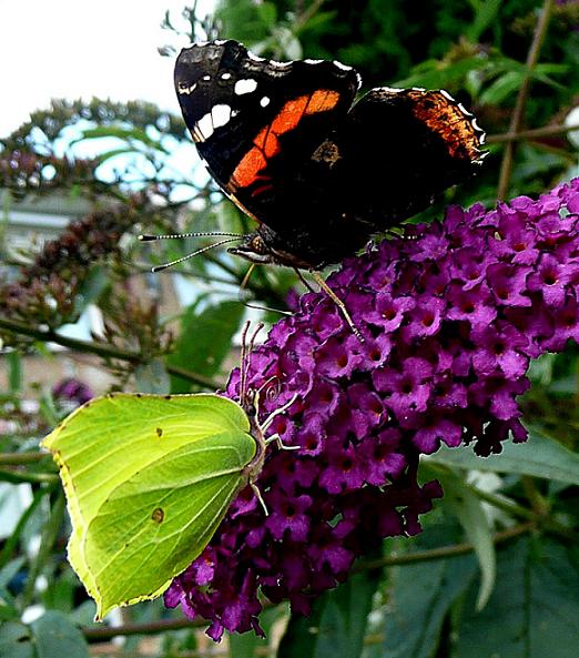 Atalanta en Citroenvlinder op 