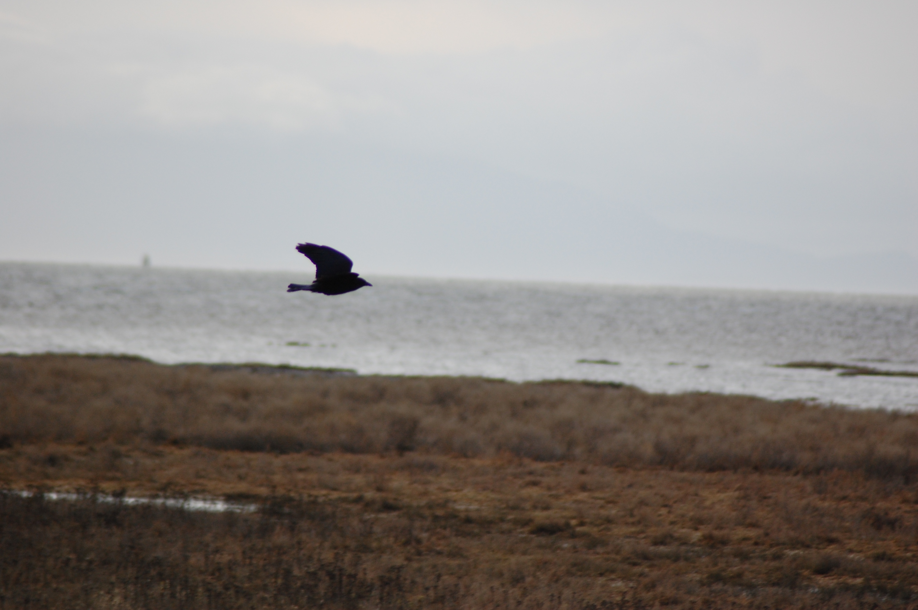 Crow in Boundary Bay
