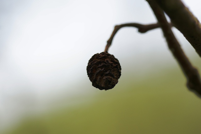 Verdroogde Schoonheid