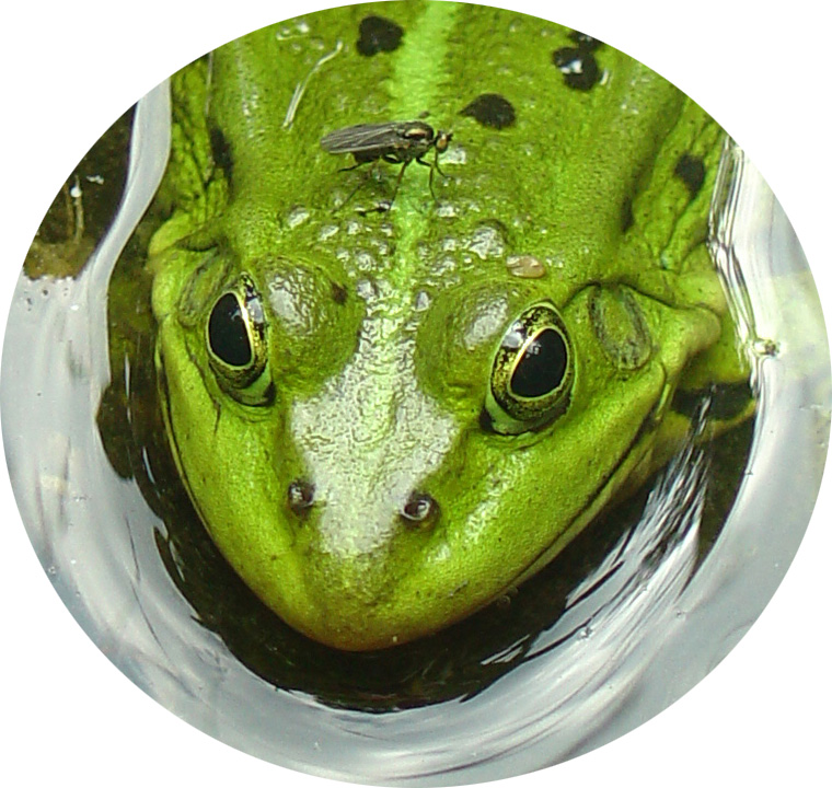 vliegbasis "frog"
