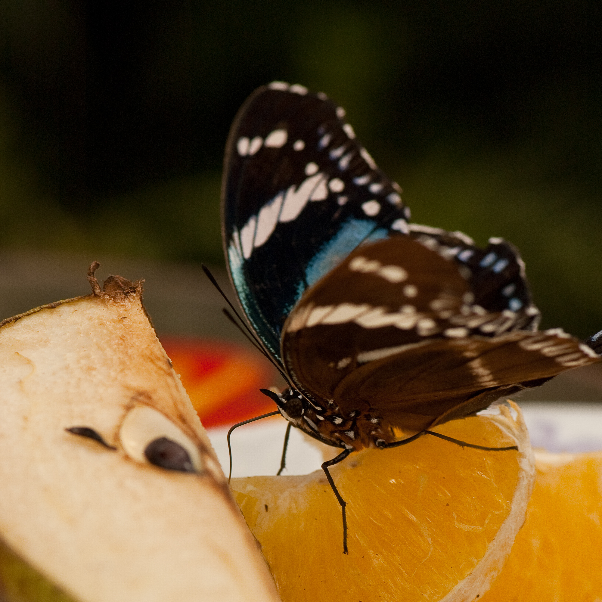 Vlinder op fruit