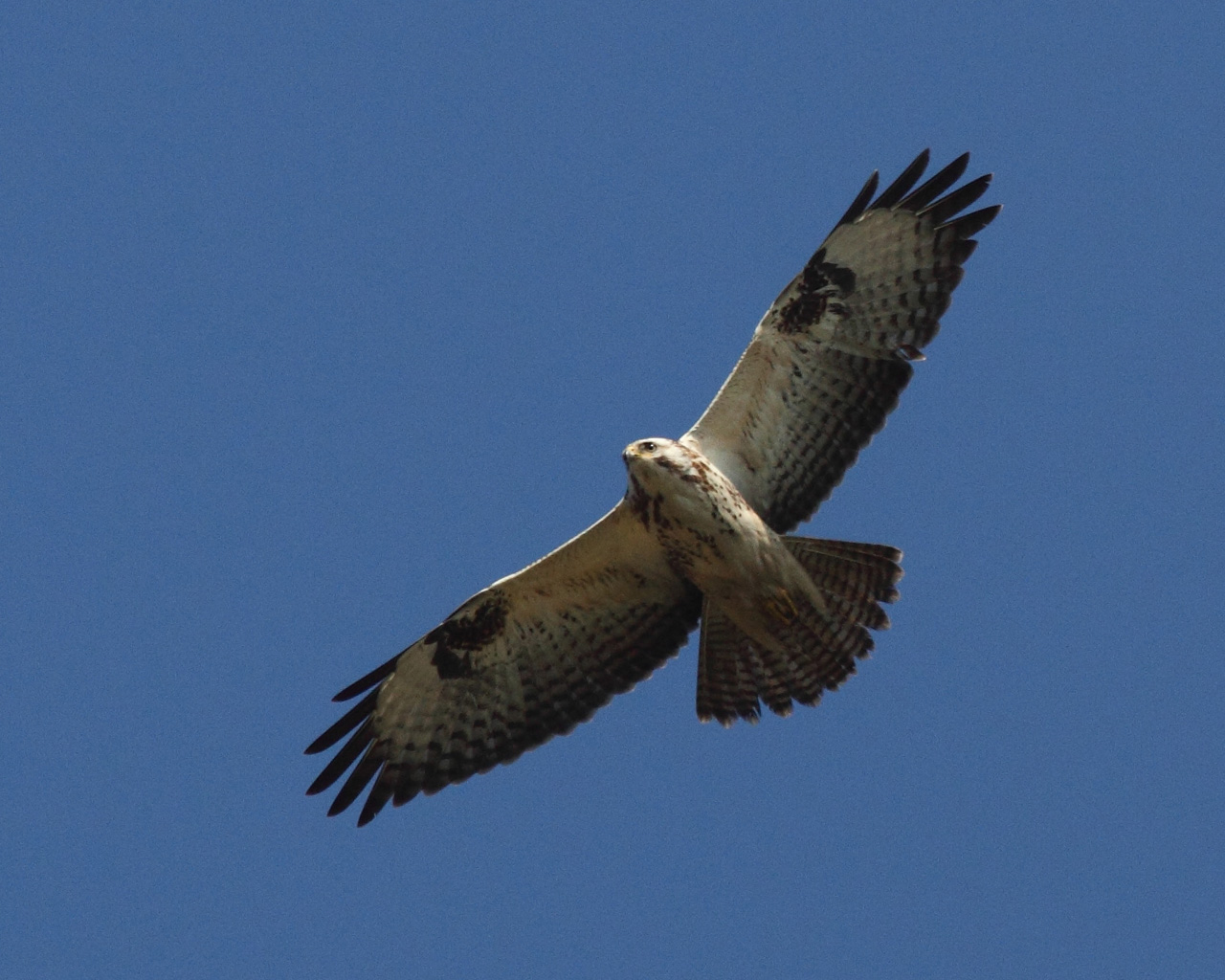Buizerd in een bel