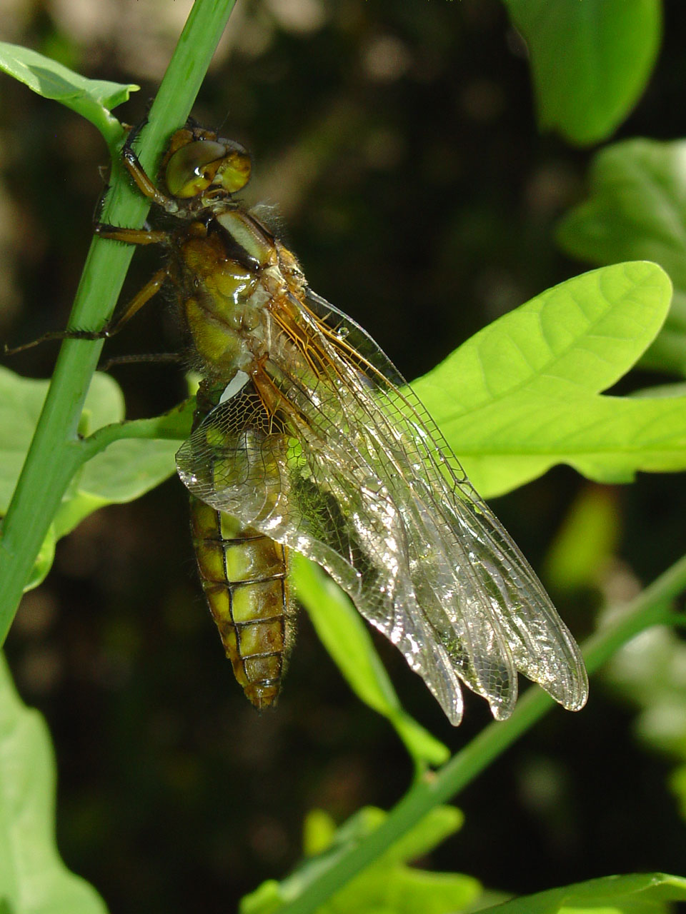 libel hangt te drogen in eikenboompje
