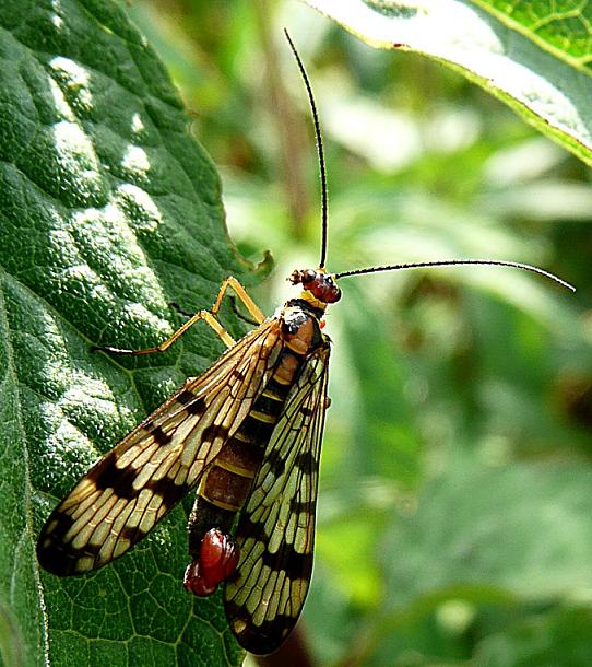 Schorpioenvlieg mannetje