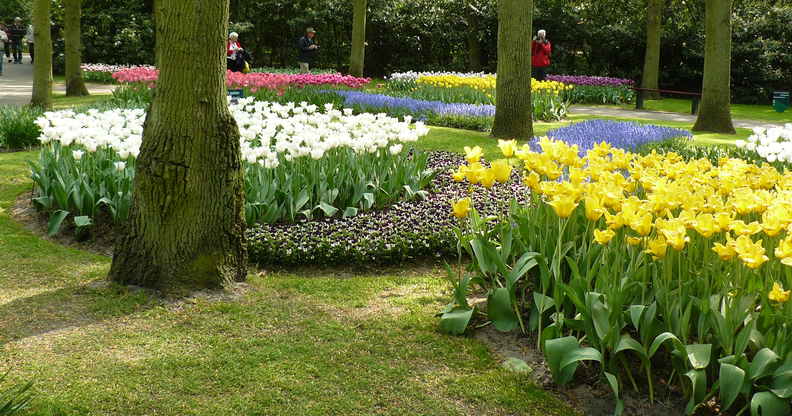 bloemenzee tulpen