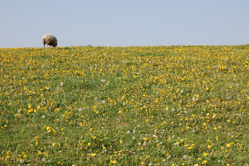 Schaap in Vlissingen