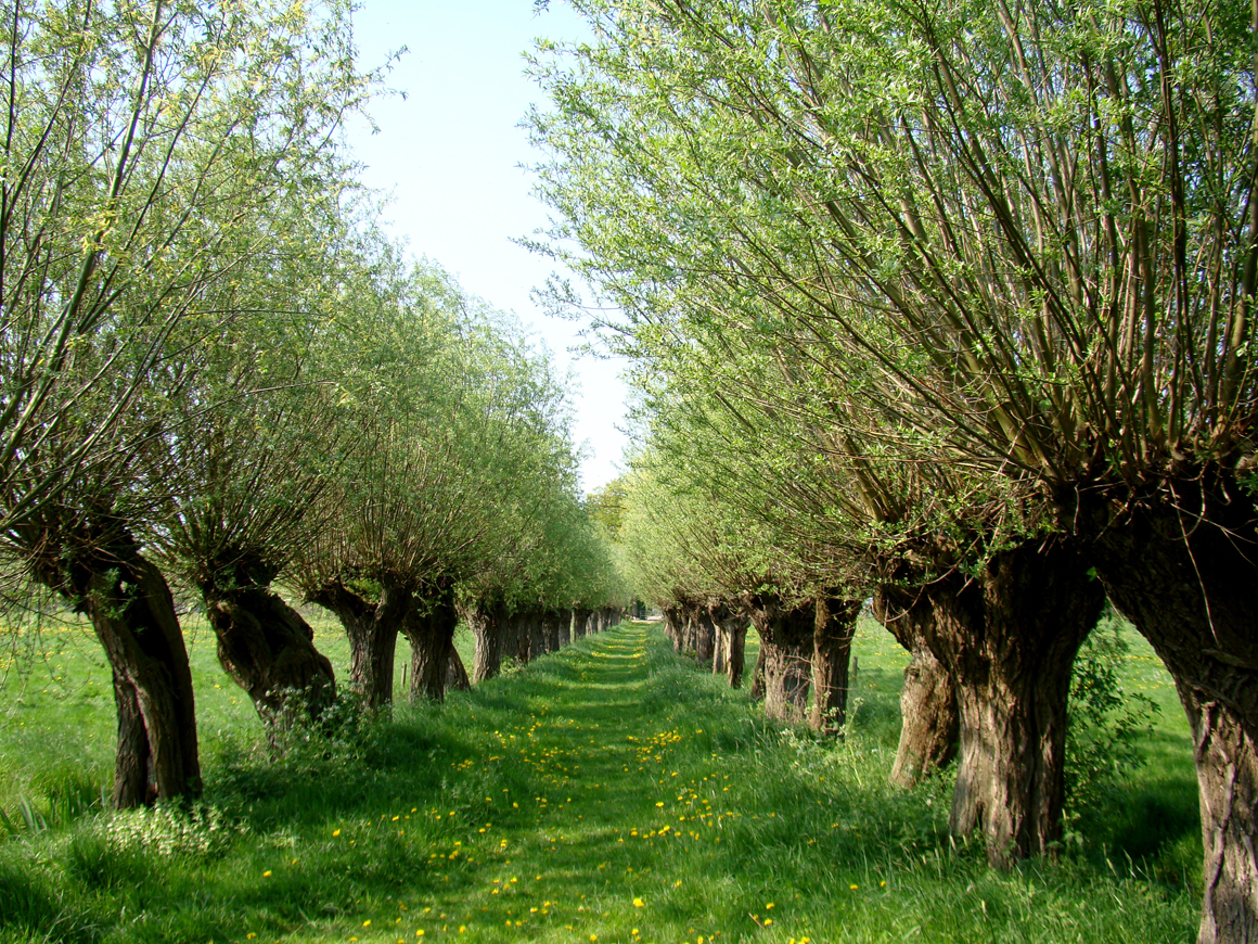 Oerhollands landschap