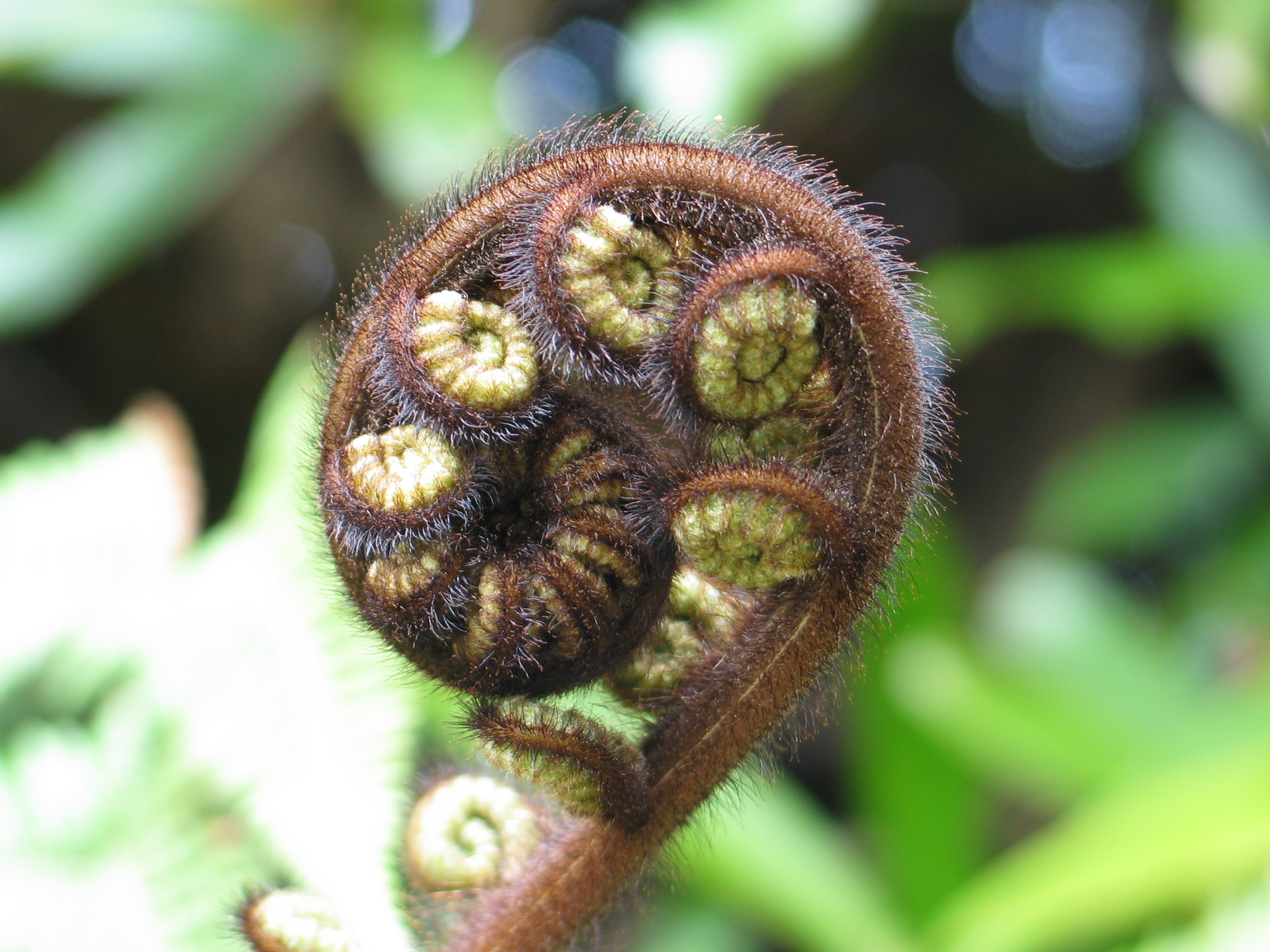 boomvaren voor de uitrol