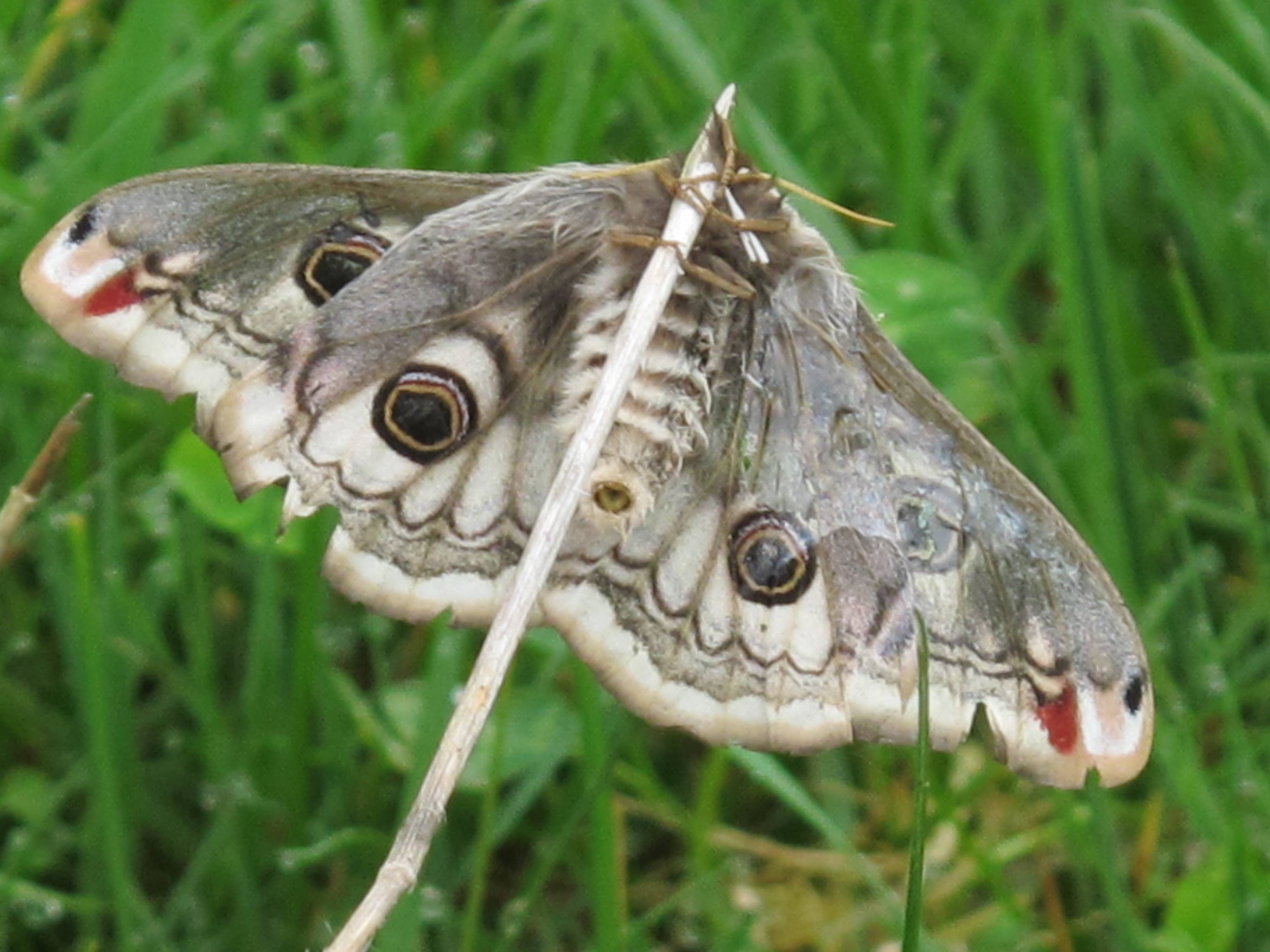 Nachtpauwoog (vrouwtje)