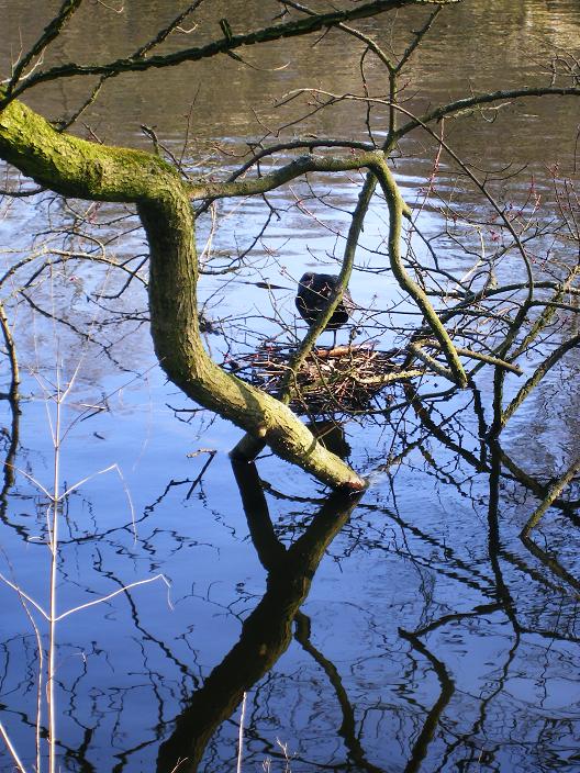 meerkoet op nest