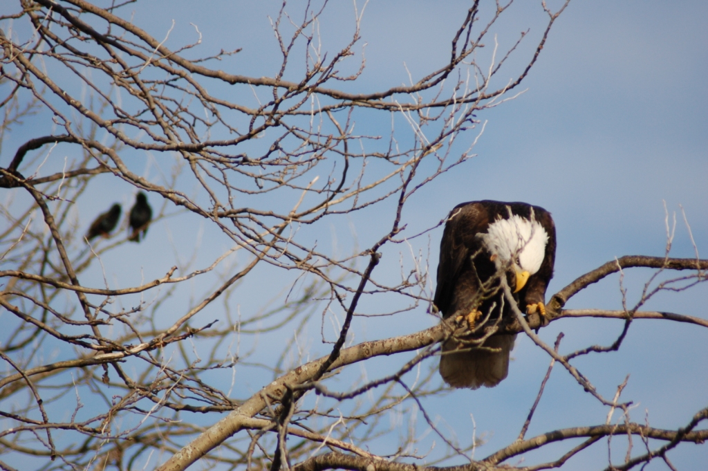 Bald Eagle