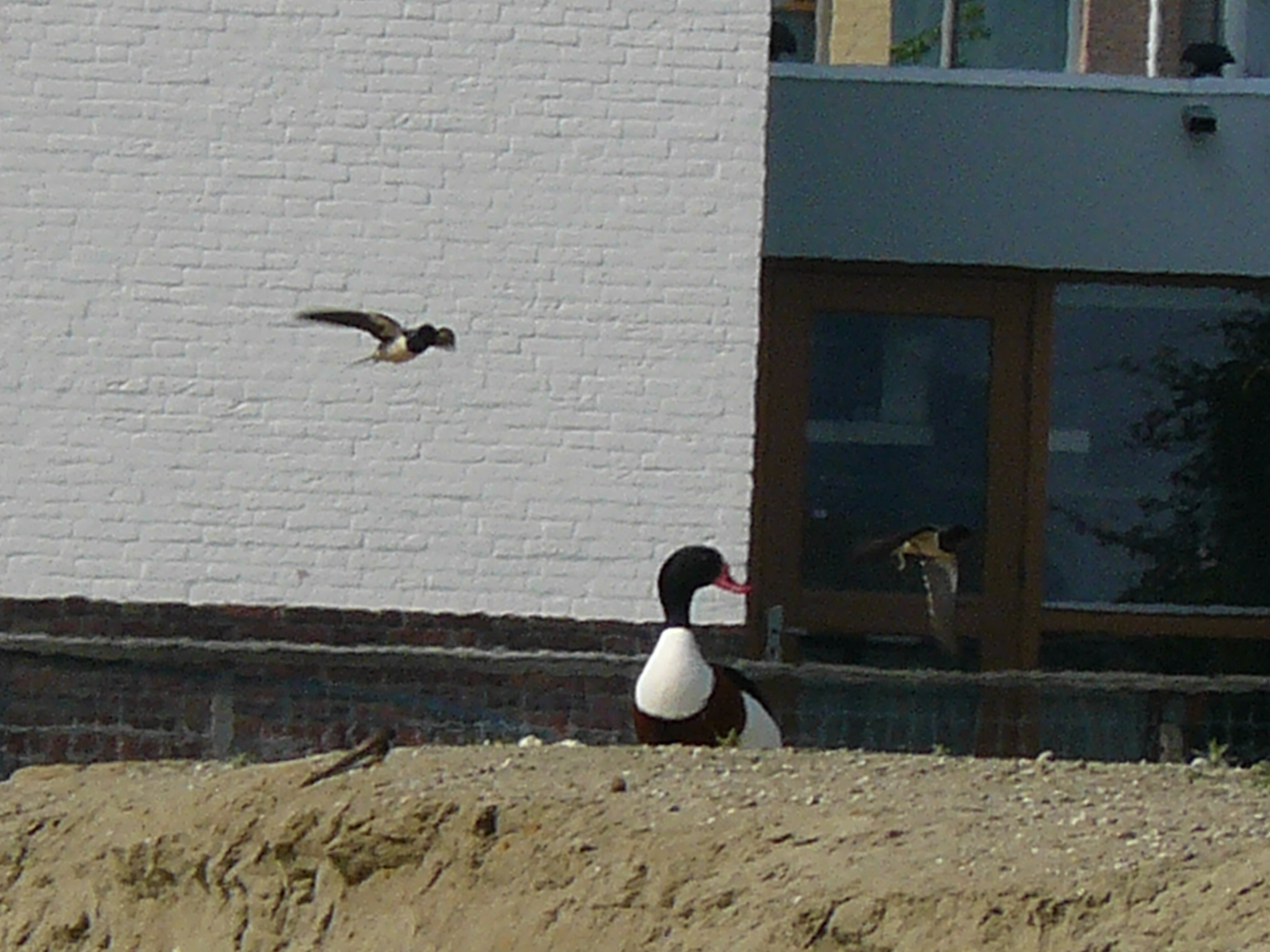 oeverzwaluw en bergeend