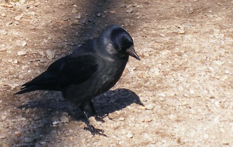 kauw
