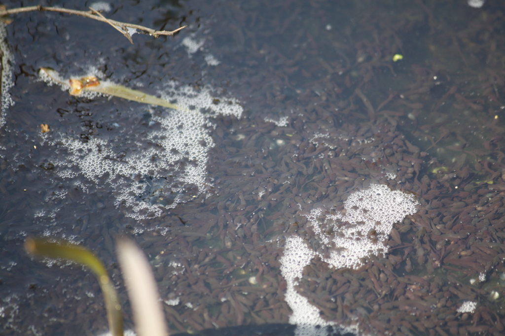 uitkomend kikkerdril 2