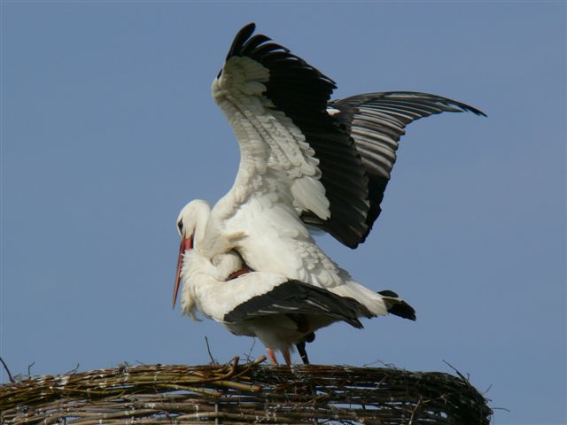 Paring ooievaar (2)