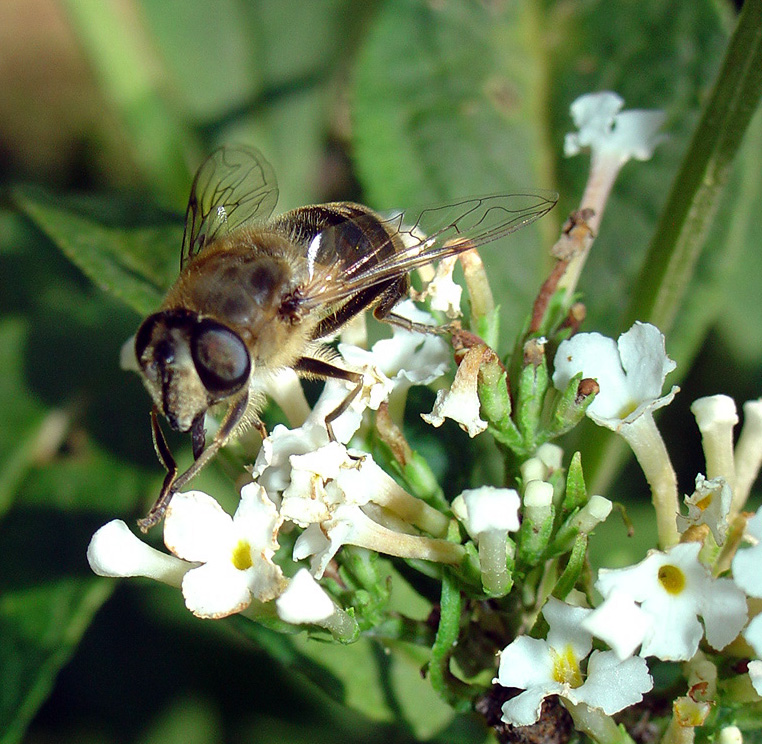 zweefvlieg aan de lunch