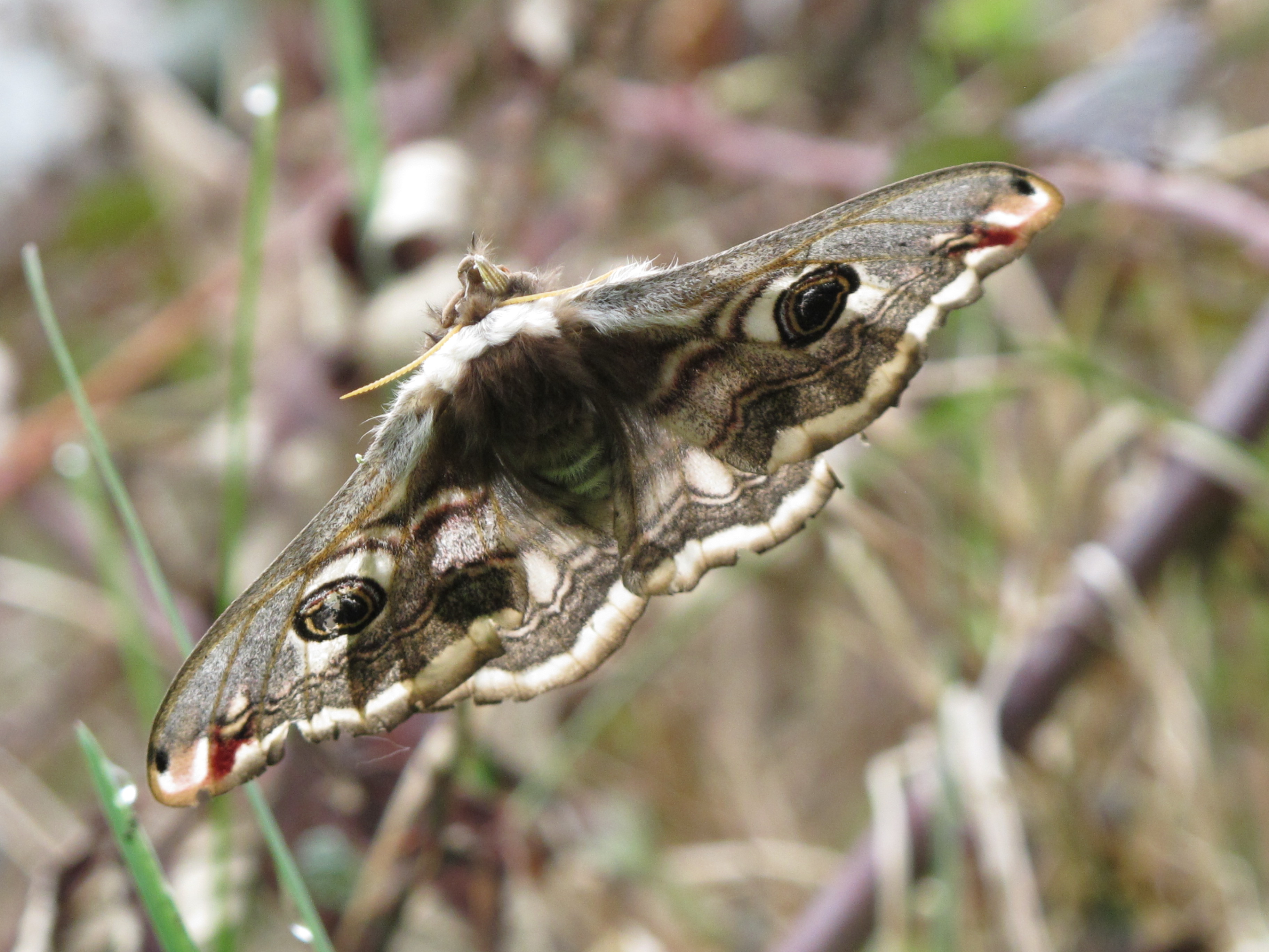 Nachtpauwoog (vrouwtje)