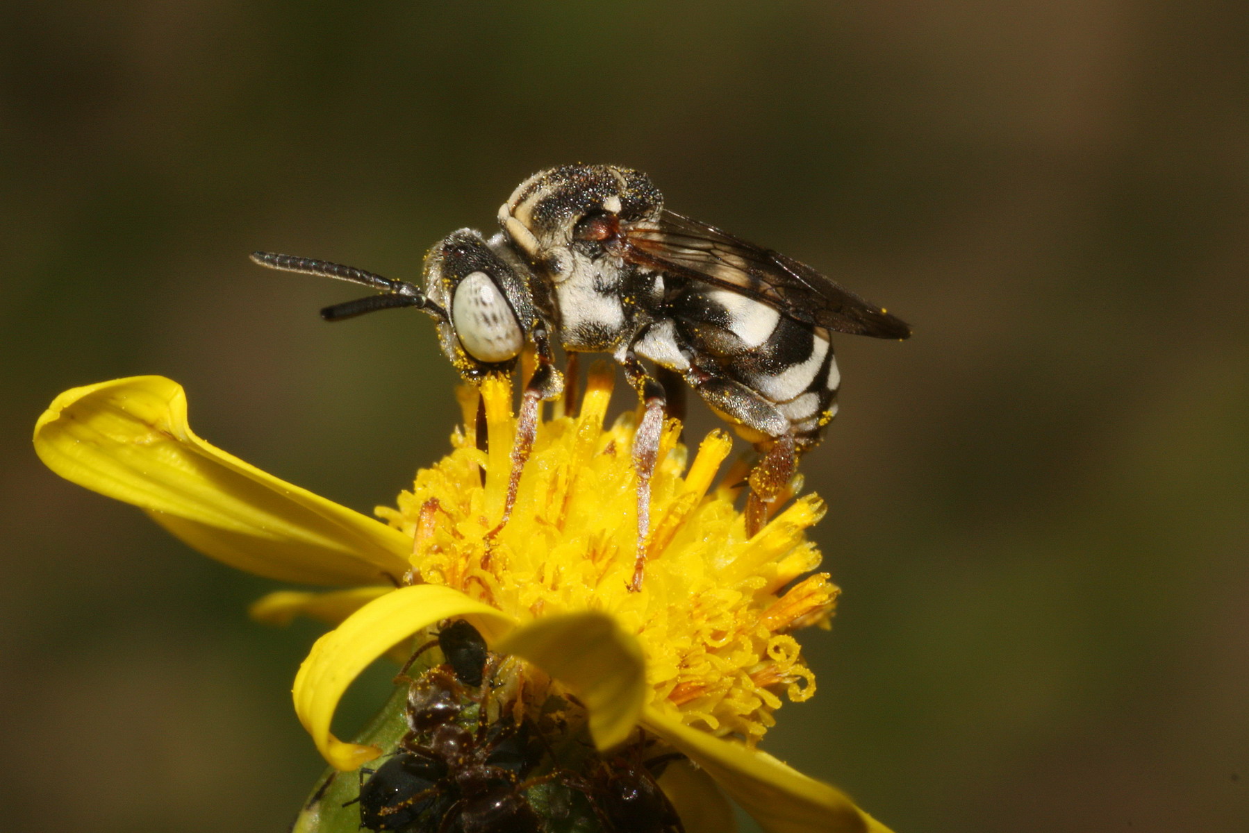 heideviltbij op bezemkruiskruid