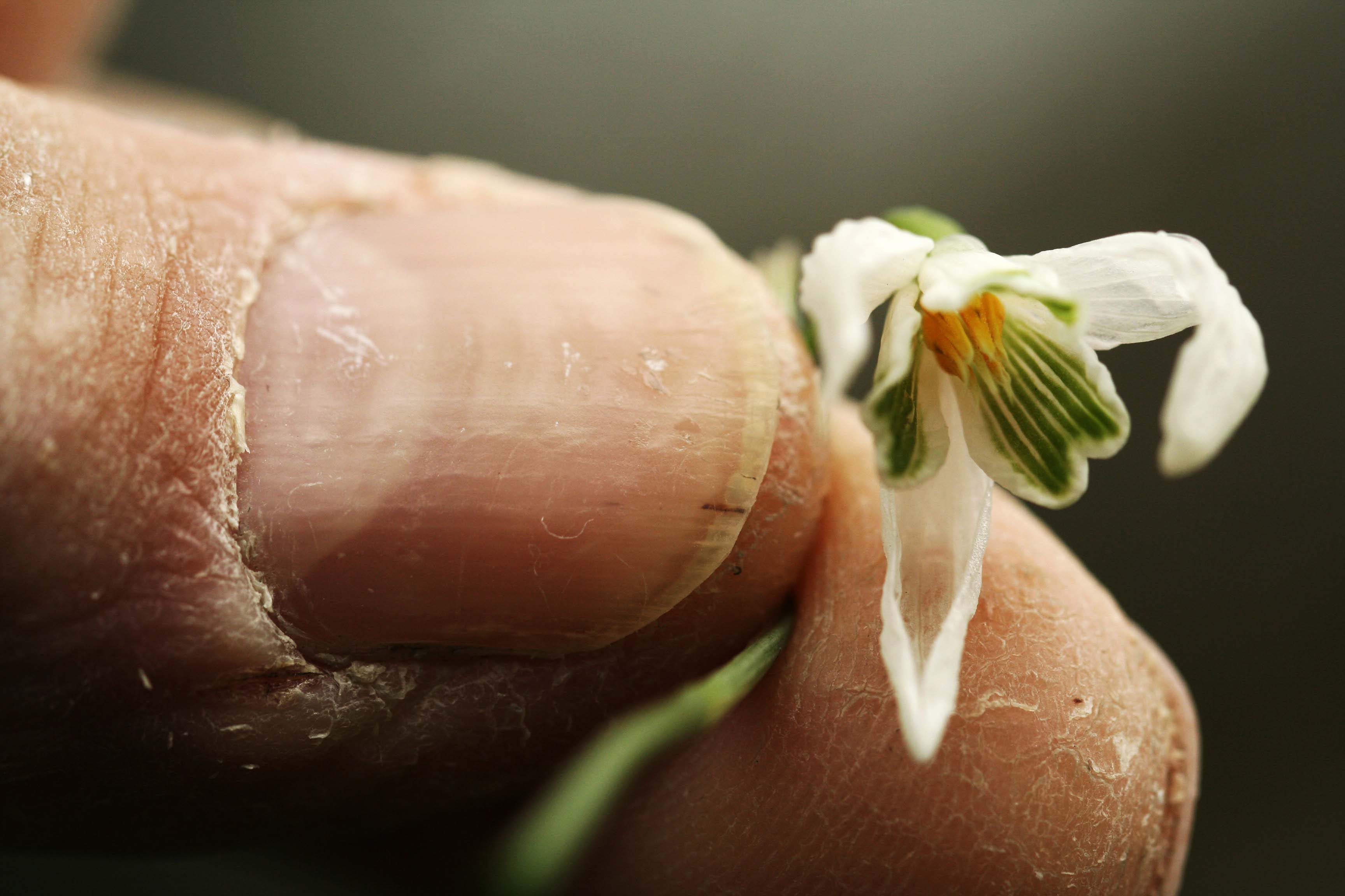teer bloempje in ruwe handen.