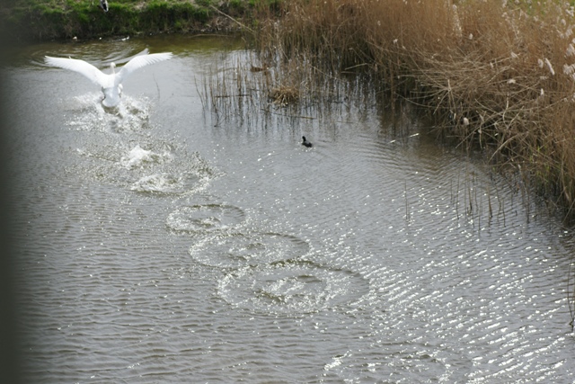 Teritorium afbakenen