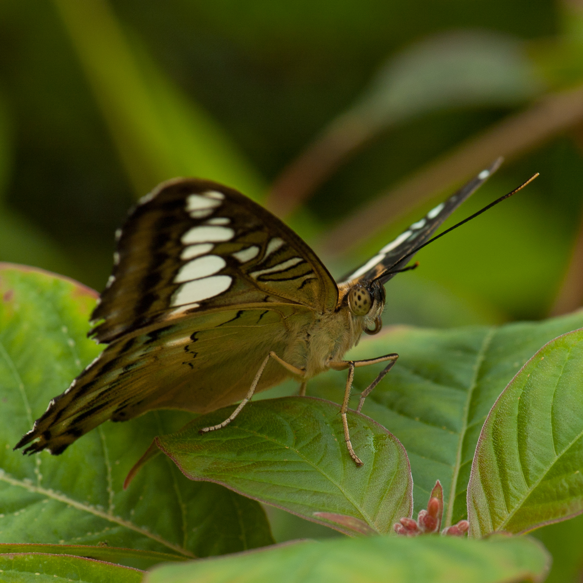 Vlinder