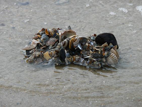 Brok schelpen op strand Callantsoog
