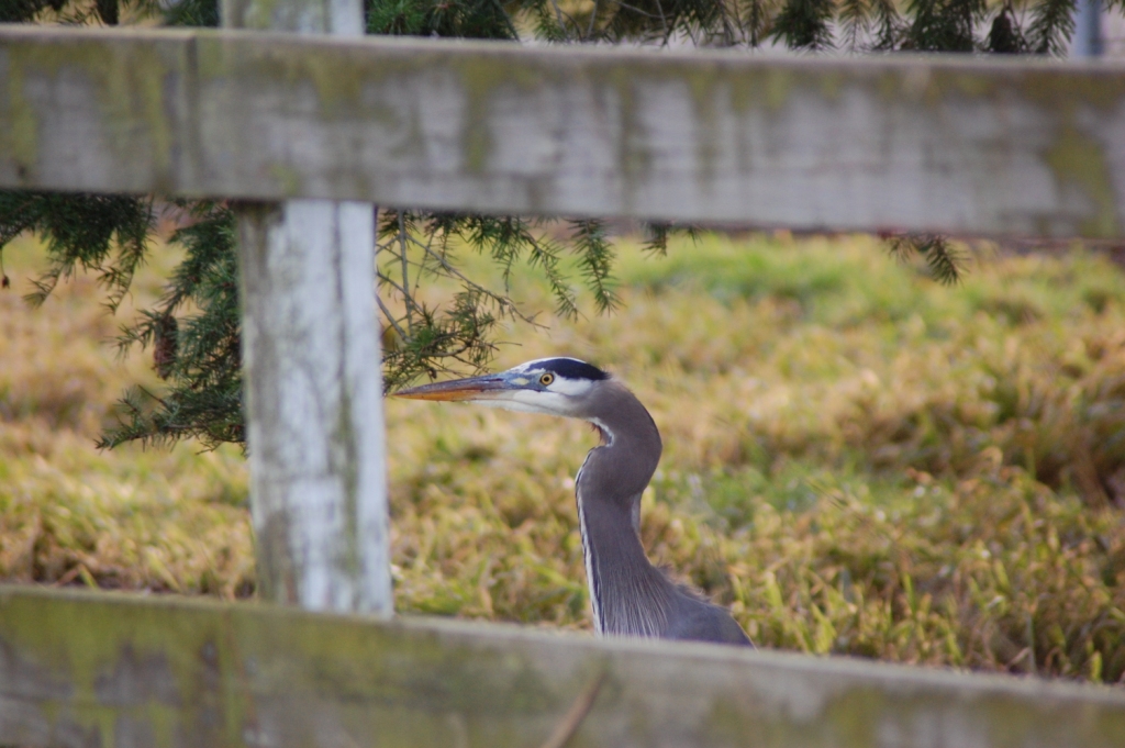 Great blue heron