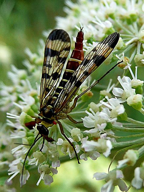 Schorpioenvlieg vrouwtje