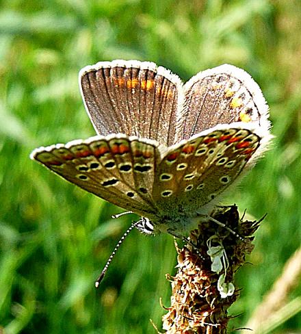 Icarusblauwtje vrouwtje